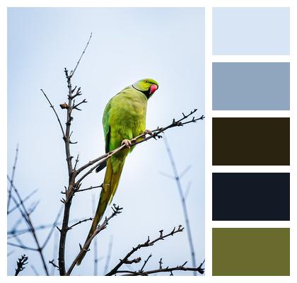 Bird Green Parrot Parrot Image